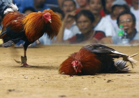 GPinas Online Casino: The Most Memorable Matches in Online Sabong History